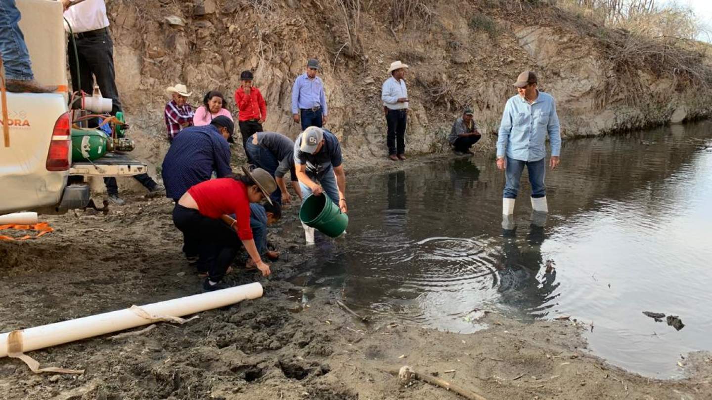 Creció 196% producción de crías de tilapia en Sonora en 2023